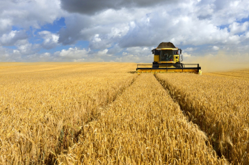 В США ожидают снижения урожая озимой пшеницы